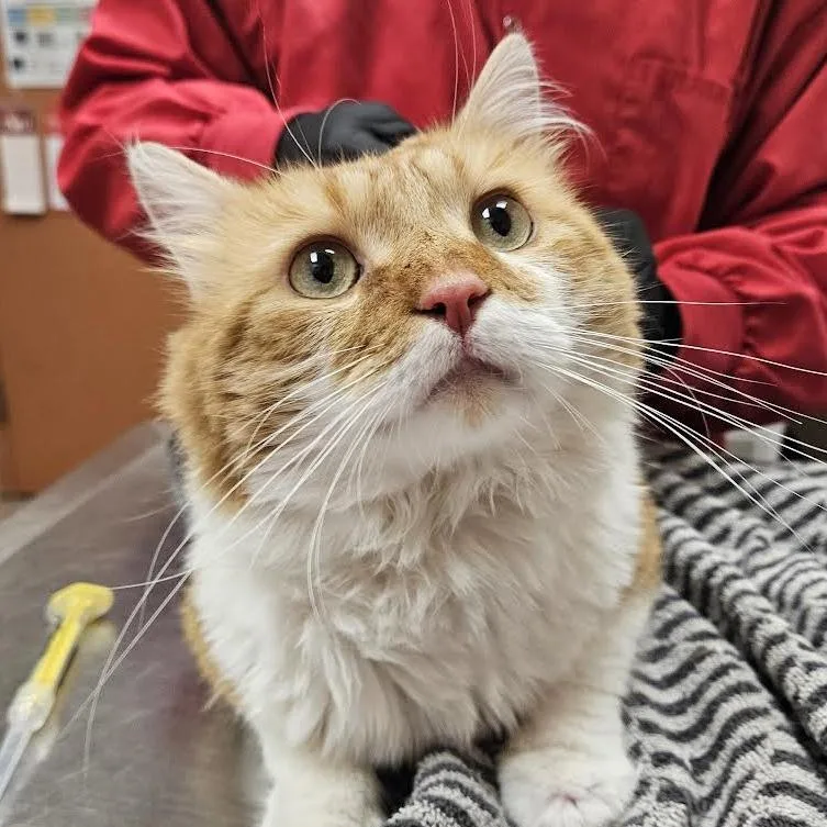 An adult small-sized male Orange / Red Domestic Short Hair cat named Sushi for adoption in Springfield, MA