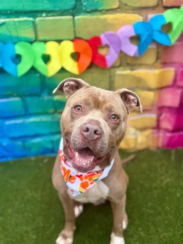 An adult large-sized male Brown / Chocolate Mixed Breed dog named Radahn for adoption in Cincinnati, OH