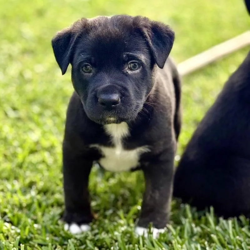 Charlie Brown thumbnail 2