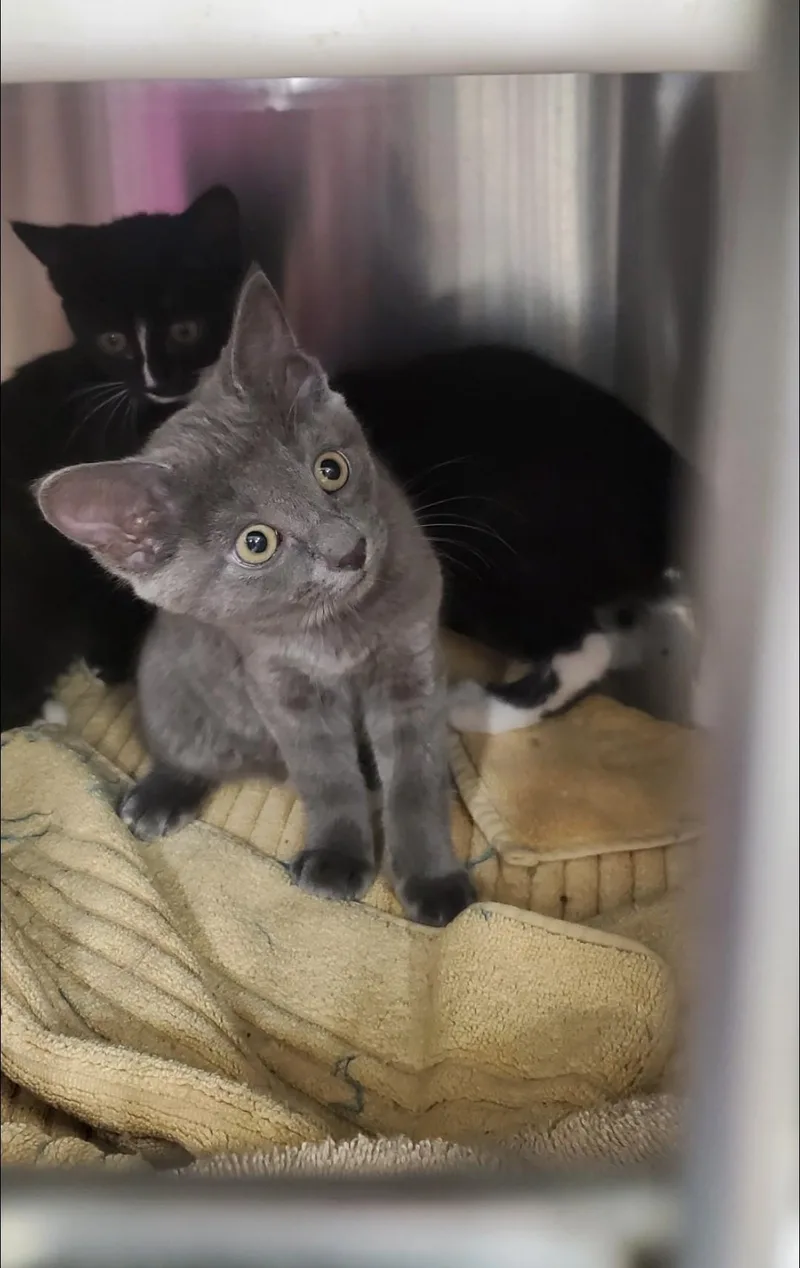 A baby small-sized female Domestic Short Hair cat named Ash for adoption in Brighton, MI