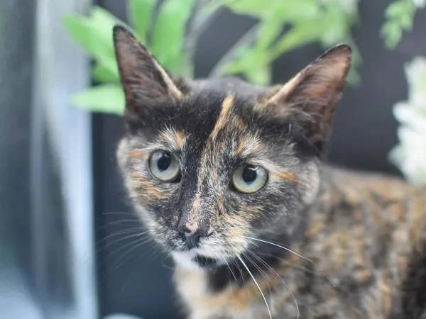 A young medium-sized female Domestic Short Hair cat named Cowgirl for adoption in Portland, OR