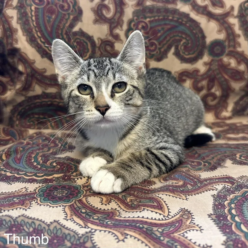 A young medium-sized male Tabby (Gray / Blue / Silver) Domestic Short Hair cat named Thumb  Phalanges Litter for adoption in East Northport, NY