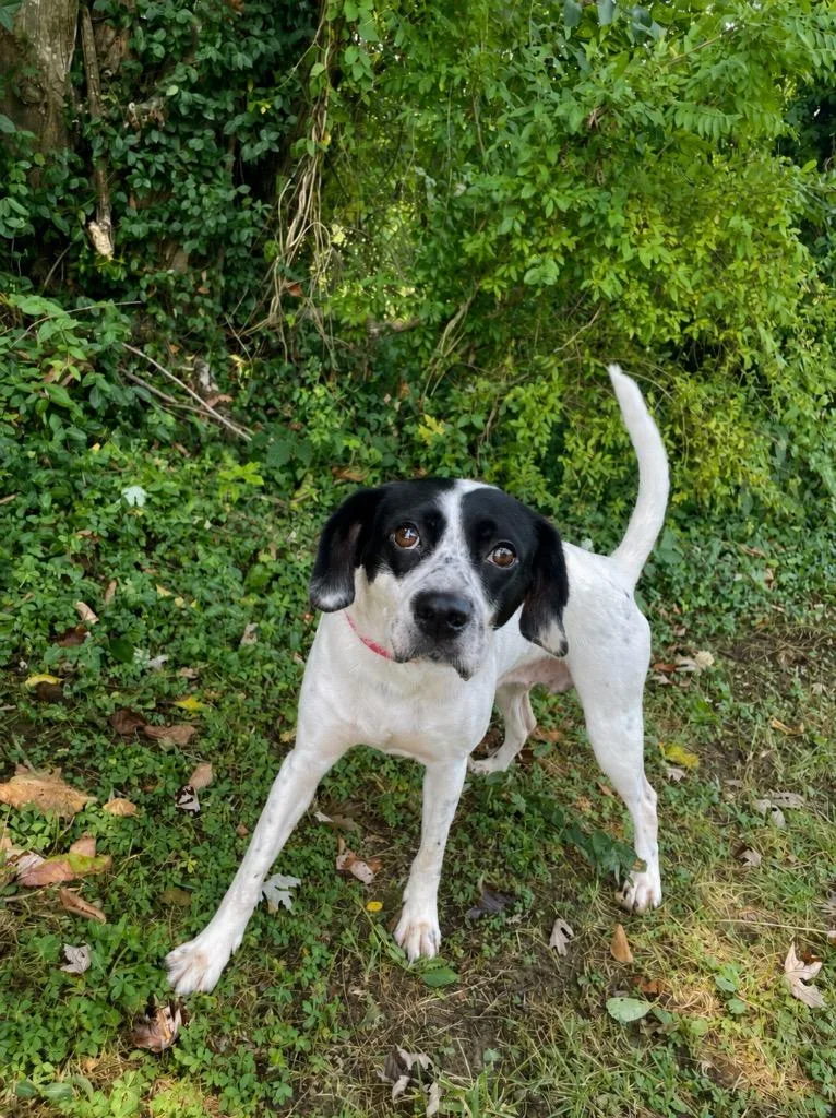 An adult medium-sized female Black Beagle dog named Maggie May for adoption in Maysville, KY