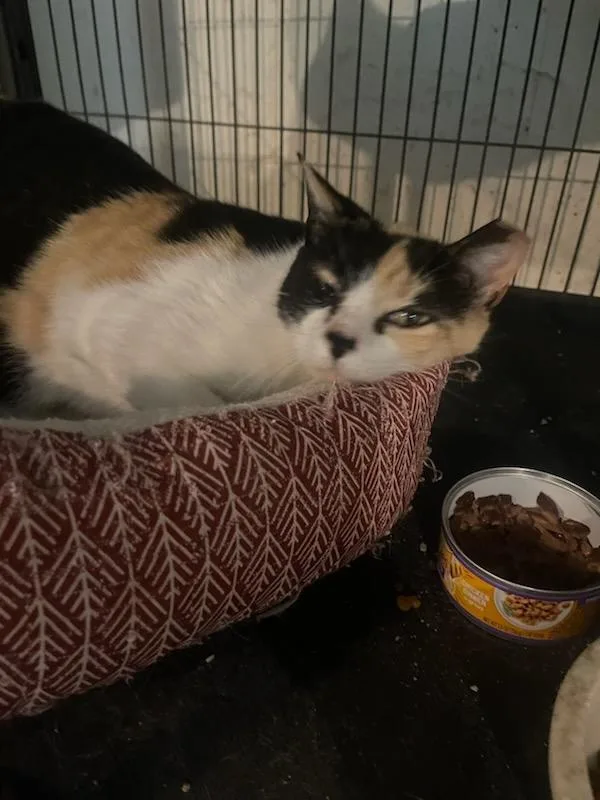 An adult medium-sized female Calico Calico cat named Callie  Calico for adoption in Chattanooga, TN