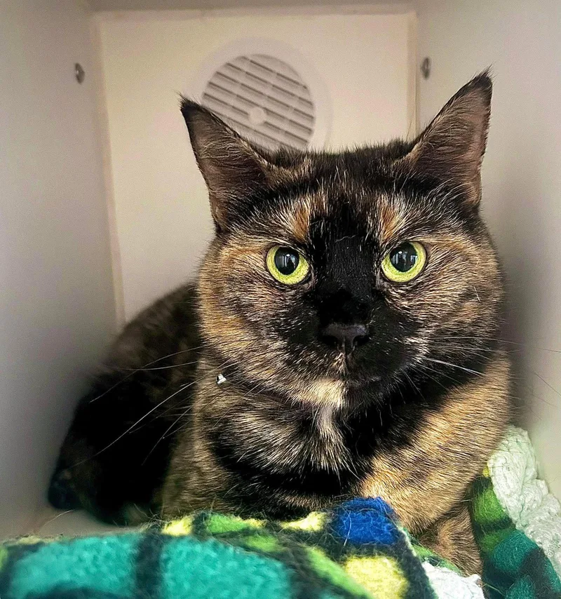 An adult medium-sized female Domestic Short Hair cat named Mac for adoption in Gettysburg, PA
