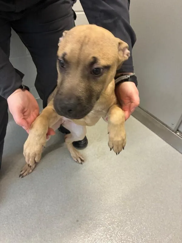 A young medium-sized female Mixed Breed dog named Cece for adoption in Rochester, NY