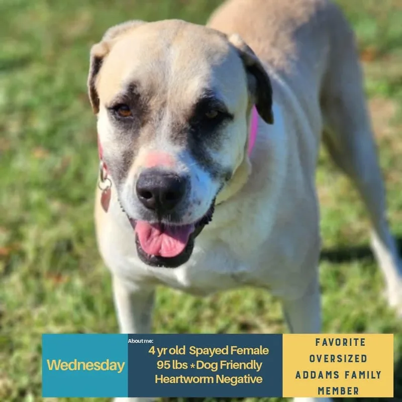 An adult extra large-sized female Mixed Breed dog named Wednesday for adoption in Holbrook, NY