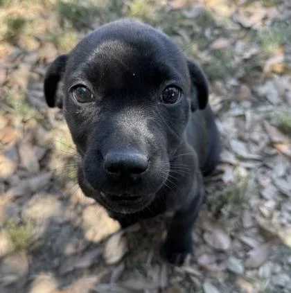 A baby small-sized female Labrador Retriever dog named Shirley for adoption in Conway, SC