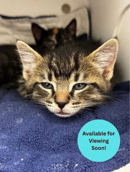 A baby small-sized male Domestic Short Hair cat named Rocky Raccoon for adoption in Kalispell, MT