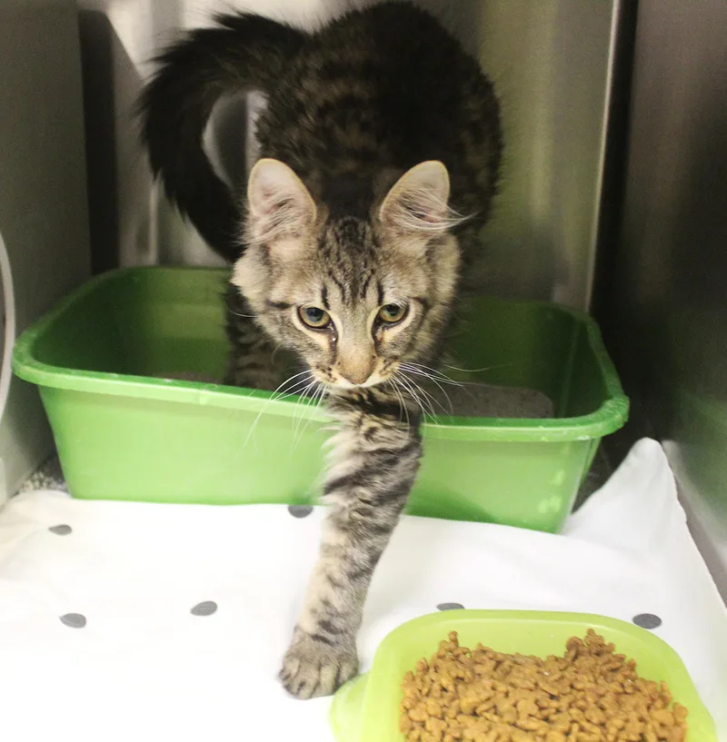 A baby large-sized male Tabby (Brown / Chocolate) Domestic Long Hair cat named Rider for adoption in Yucca Valley, CA