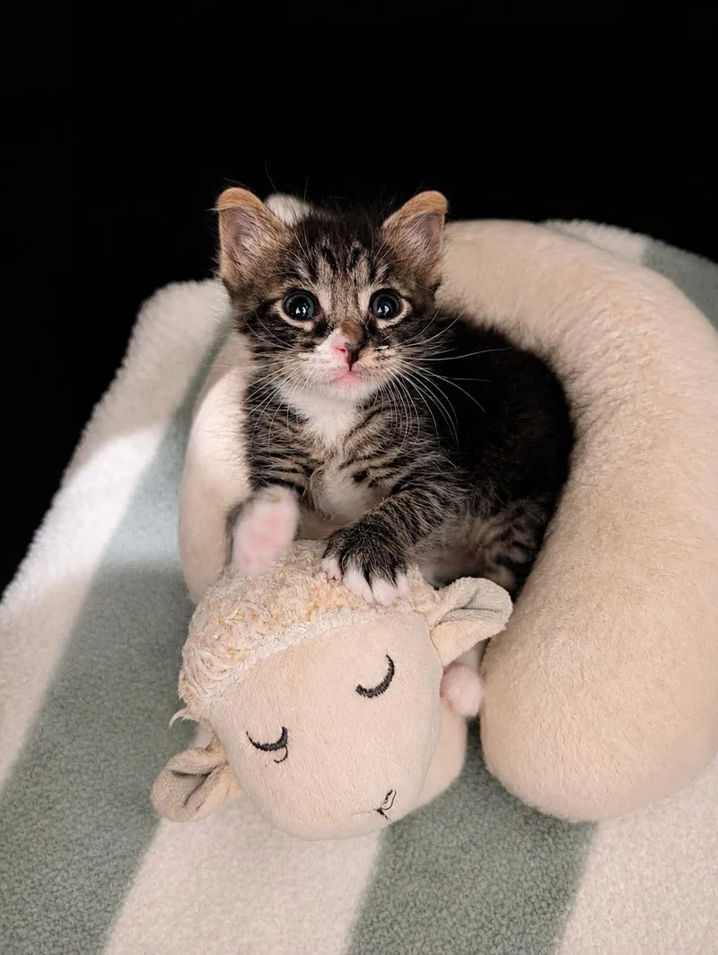 A young medium-sized female Tabby (Gray / Blue / Silver) Domestic Medium Hair cat named Periwinkle for adoption in Los Angeles, CA