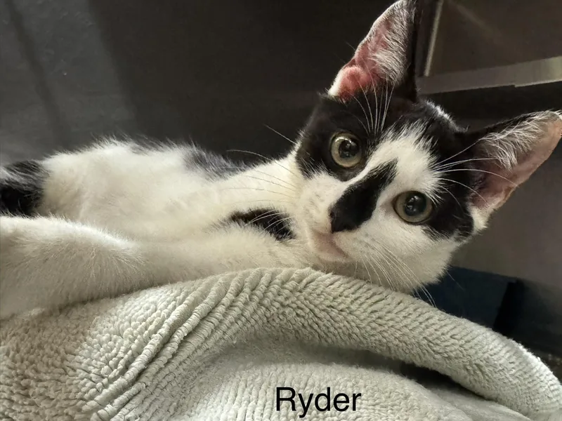 A baby medium-sized male Black Domestic Short Hair cat named Ryder for adoption in Ulster, PA
