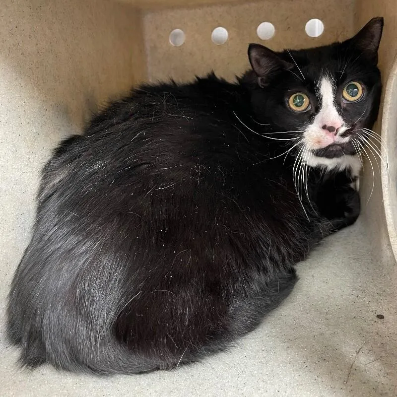 A senior medium-sized female Domestic Short Hair cat named Lil Girl for adoption in Roanoke, VA