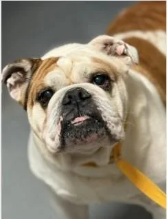 A senior medium-sized male Golden English Bulldog dog named Snubbull for adoption in Ashland, VA