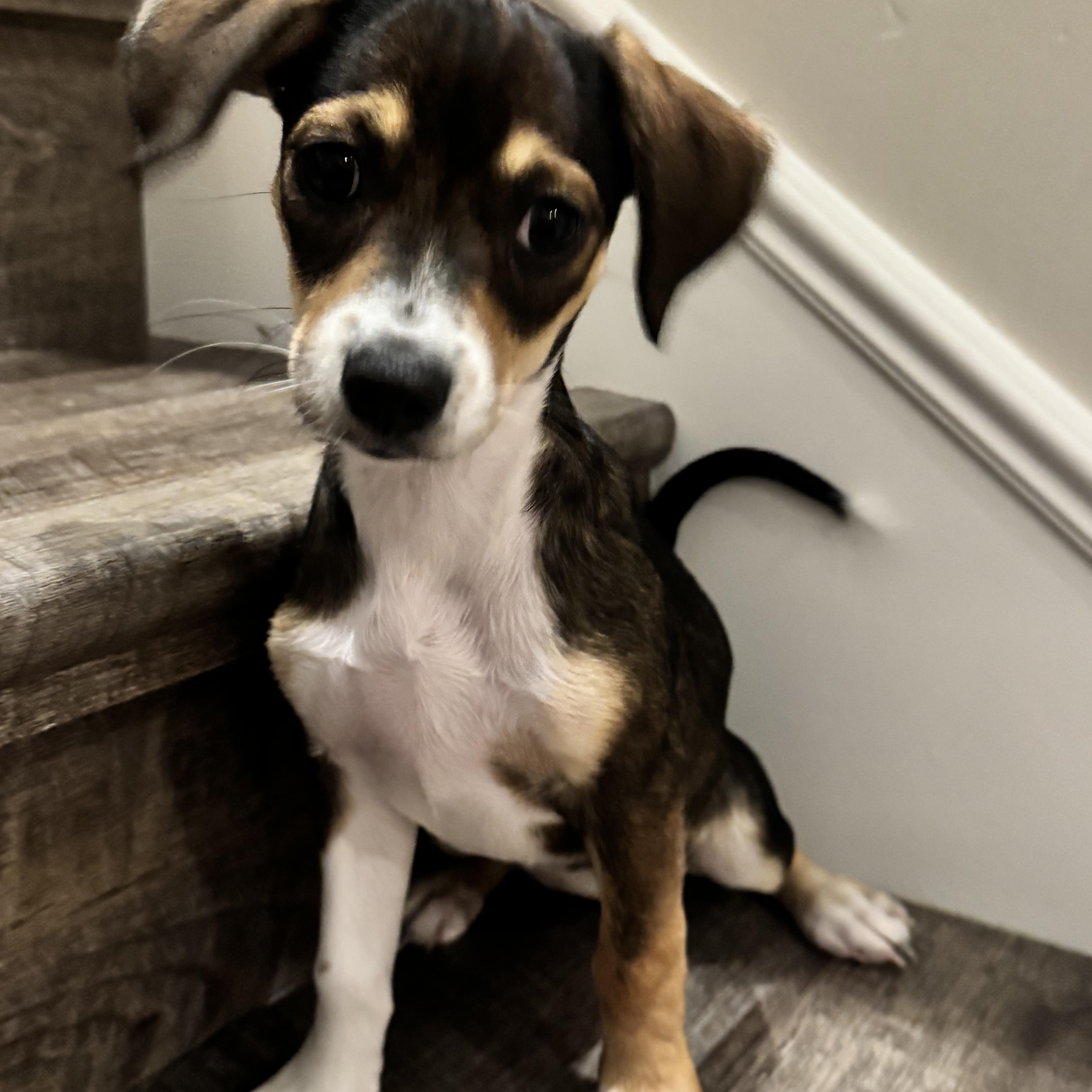 A baby small-sized female Dachshund dog named Jocelyn for adoption in San Diego, CA