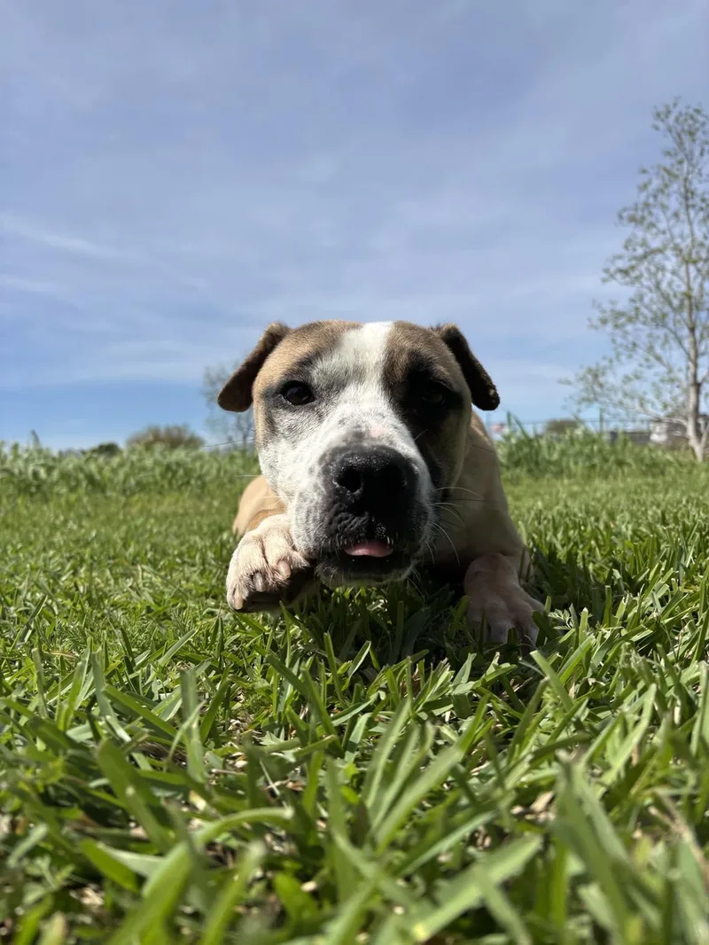 A young medium-sized male Yellow / Tan / Blond / Fawn American Staffordshire Terrier dog named Henry for adoption in Spring, TX