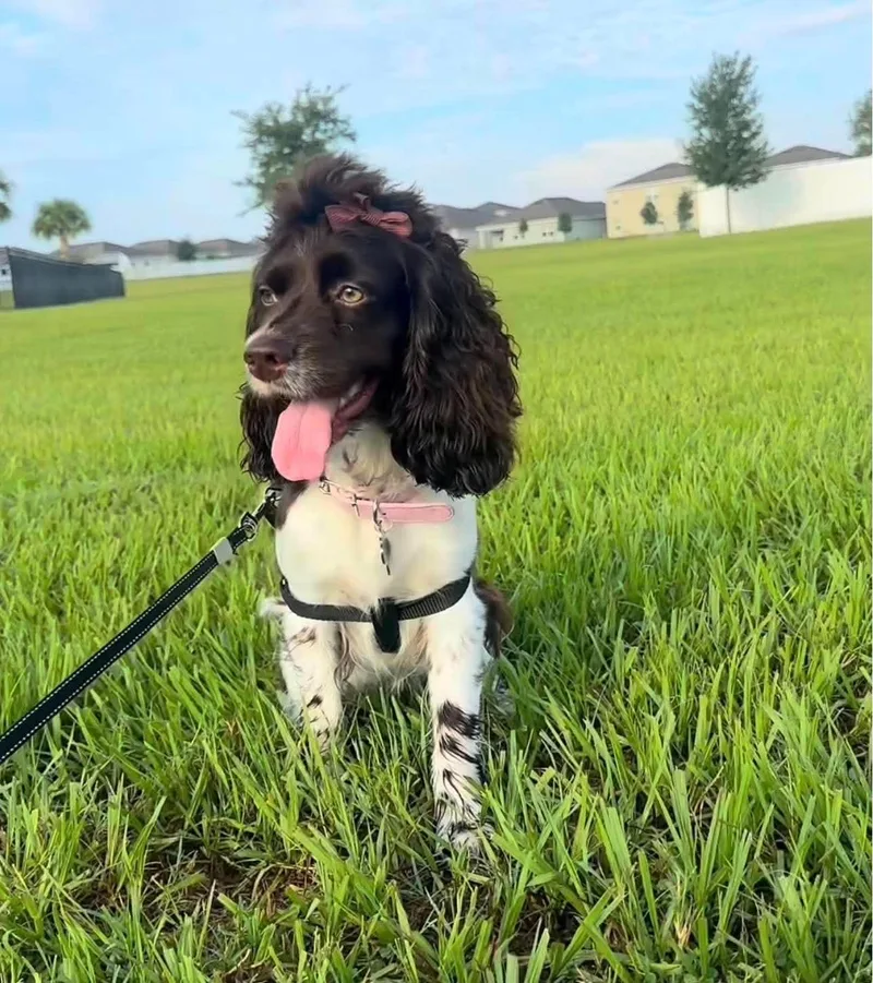 A young small-sized female Cocker Spaniel dog named Anita for adoption in Cape May Court House, NJ