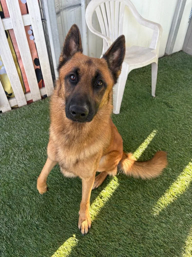 An adult large-sized male German Shepherd Dog dog named Maverick for adoption in Newman, CA