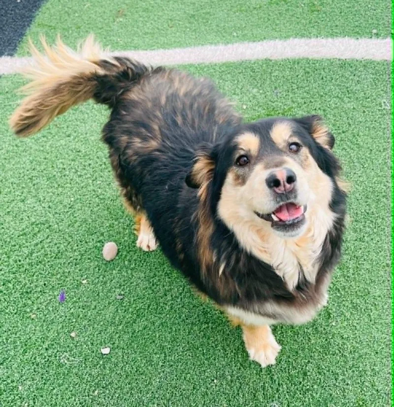 An adult large-sized female German Shepherd Dog dog named Kiara for adoption in Green River, WY