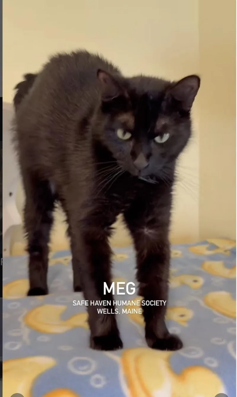 A young medium-sized female Black Domestic Short Hair cat named Meg for adoption in Wells, ME