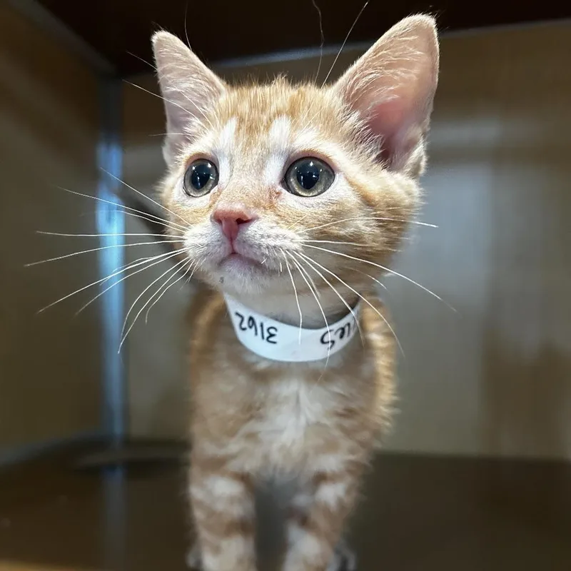 A baby small-sized male Orange / Red Domestic Short Hair cat named Skittles for adoption in Chesapeake, VA