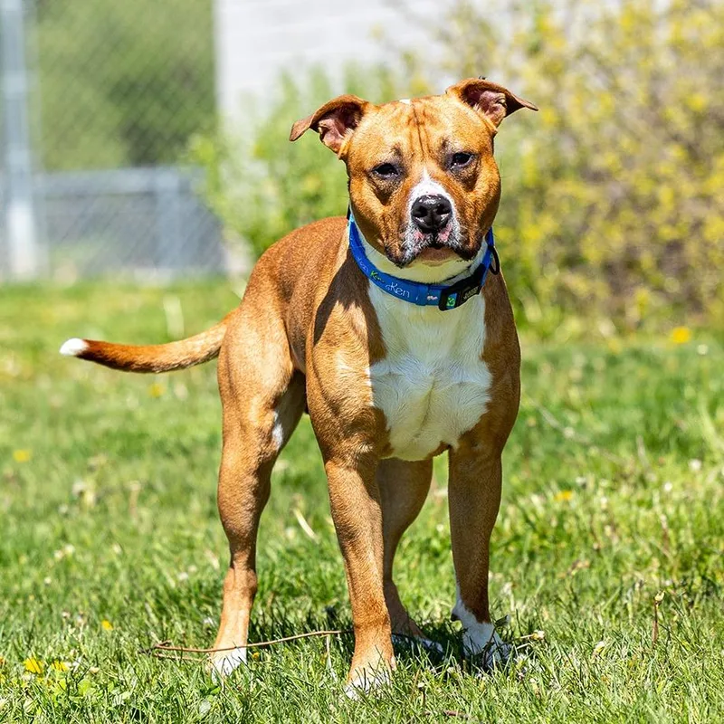 An adult large-sized male Yellow / Tan / Blond / Fawn Pit Bull Terrier dog named Rico for adoption in Council Bluffs, IA