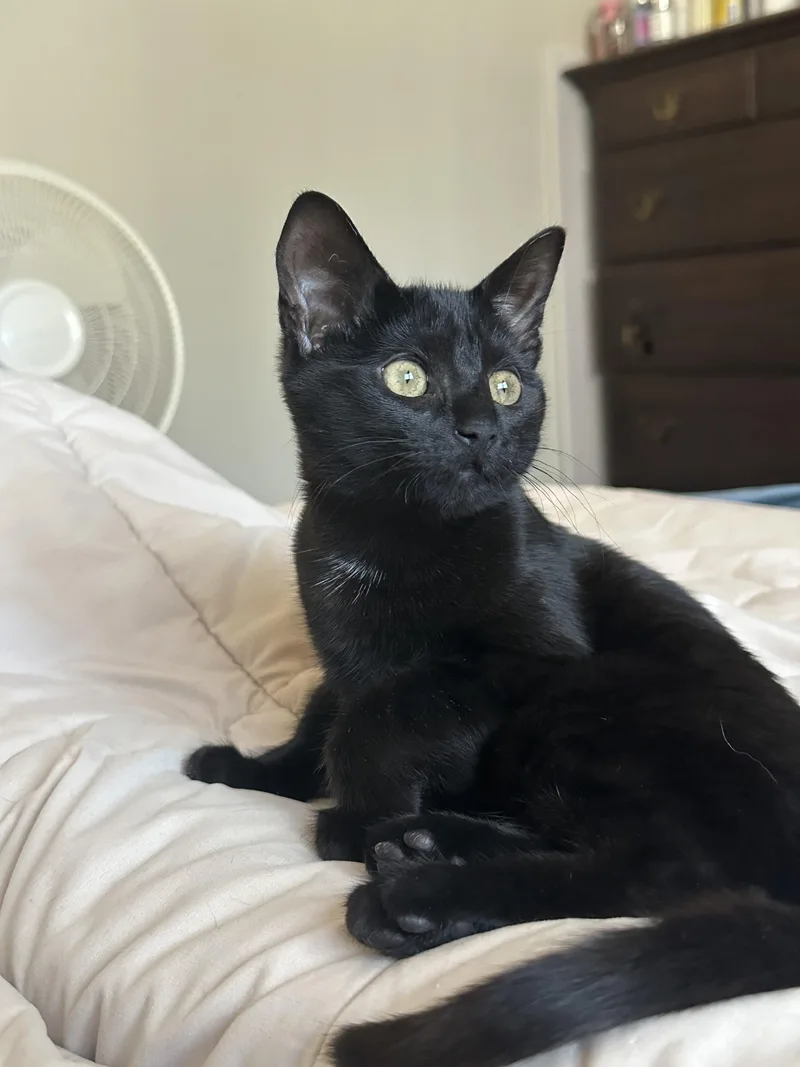 A baby medium-sized male Black Domestic Short Hair cat named Andrew for adoption in Albany, NY