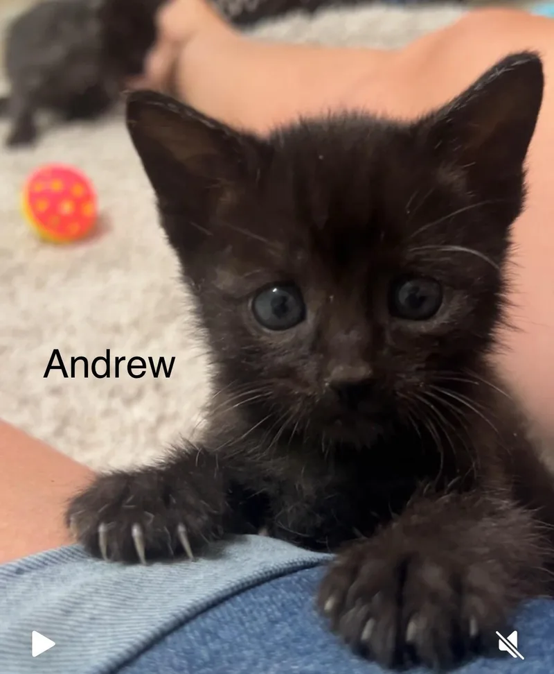 Andrew thumbnail 4