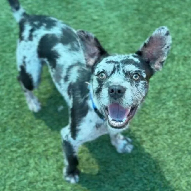 A young medium-sized male French Bulldog dog named Oliver for adoption in Logan, UT