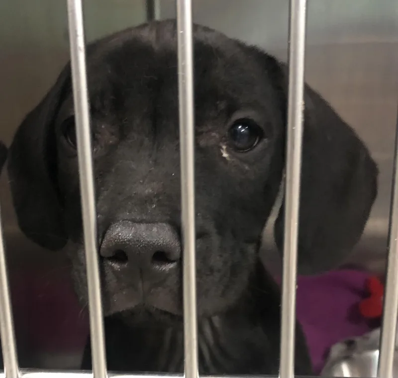 A baby medium-sized male Black Labrador Retriever dog named Renegade for adoption in Parma, OH