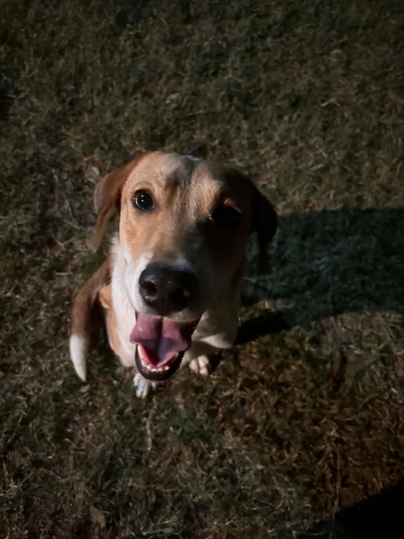 A young medium-sized female Labrador Retriever dog named Shelly for adoption in Winter, WI