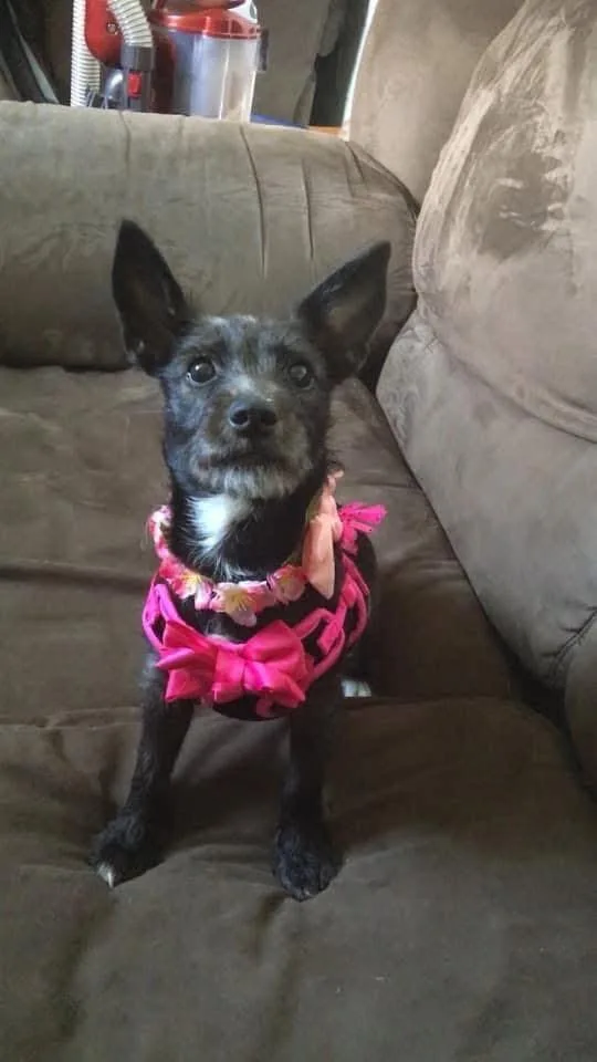 An adult small-sized female Cairn Terrier dog named Gracie for adoption in Willard, NC