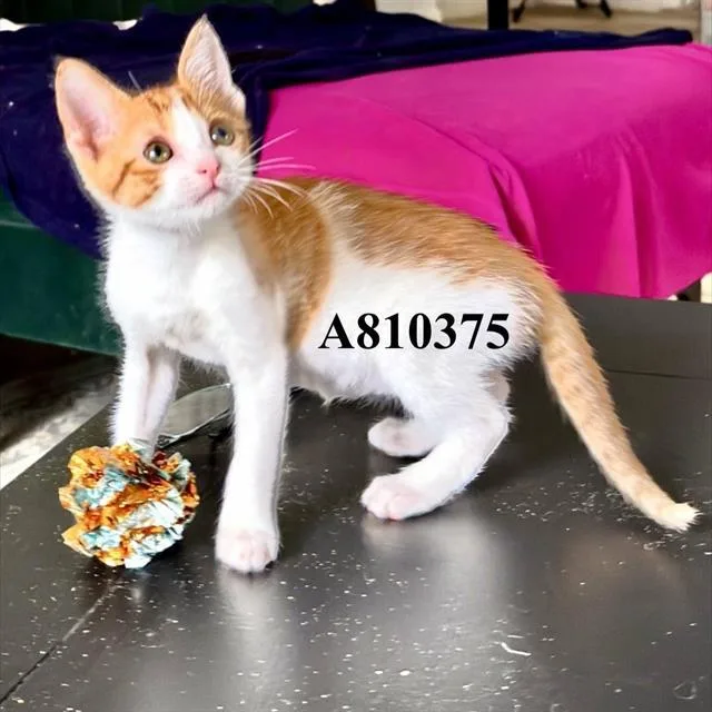 A baby small-sized male Domestic Short Hair cat named Floss for adoption in San Antonio, TX