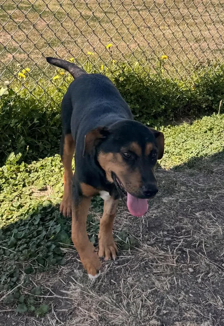 Wrangler thumbnail 2