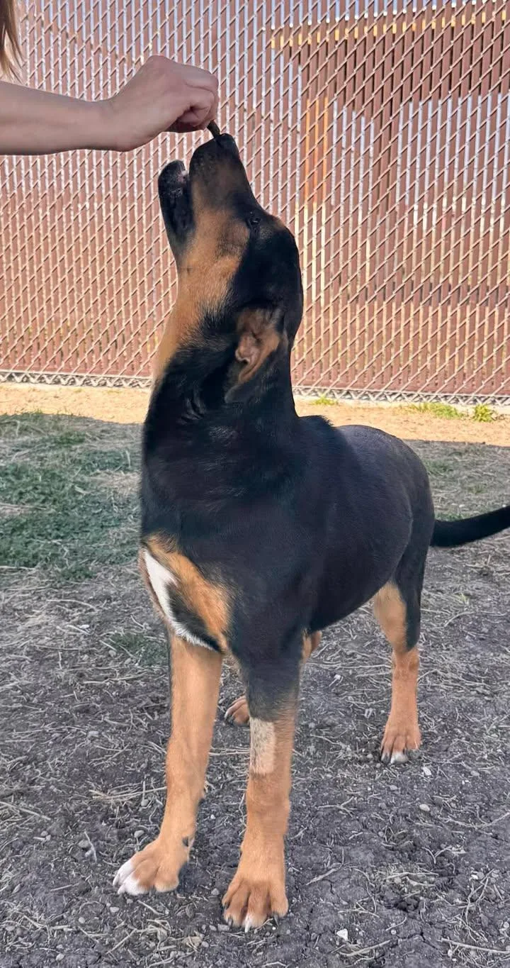 Wrangler thumbnail 4