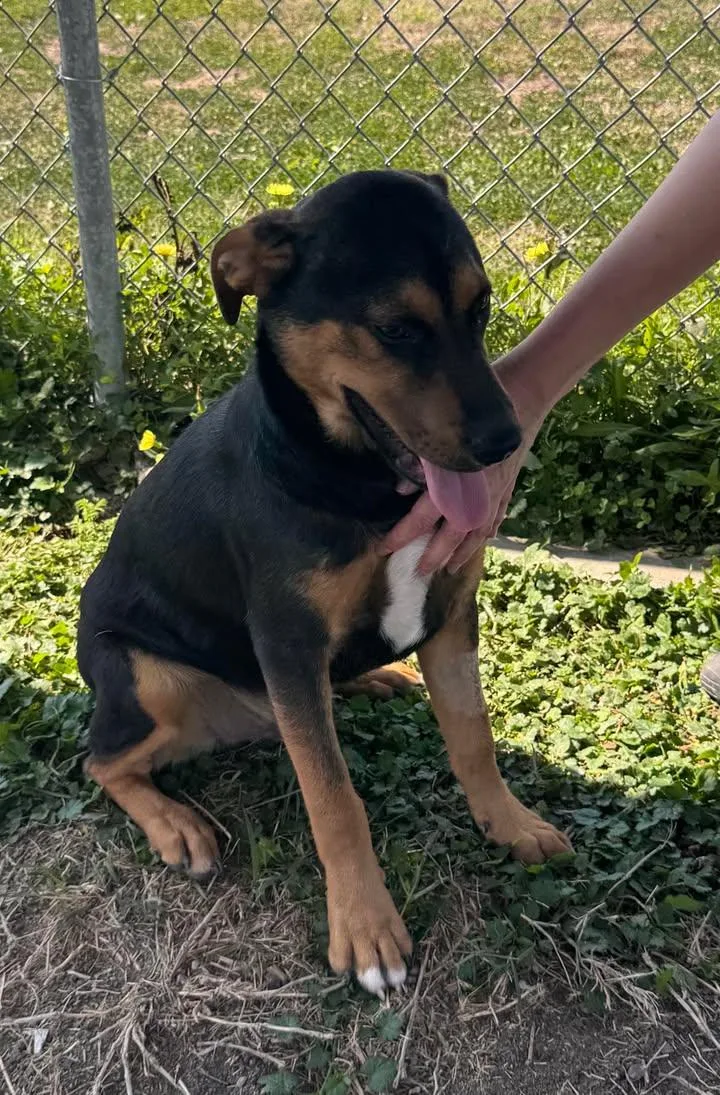 Wrangler thumbnail 5