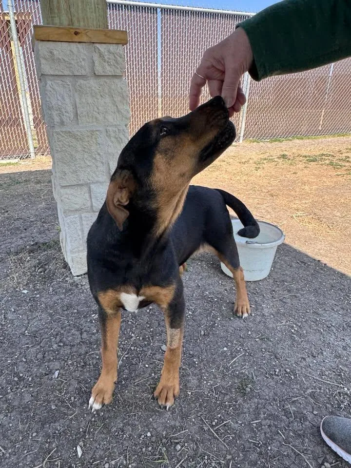 Wrangler thumbnail 6