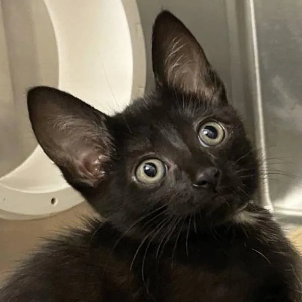 A baby small-sized female Domestic Short Hair cat named Hyperzone for adoption in Walnut Creek, CA