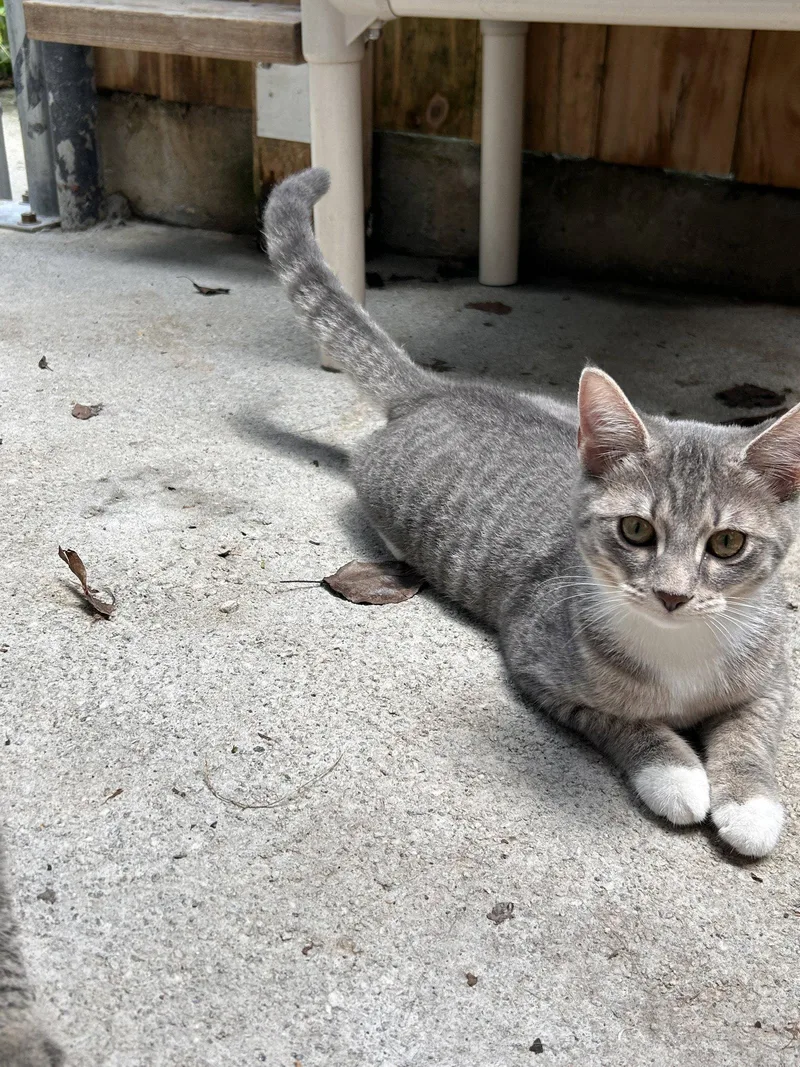 A baby small-sized female Domestic Short Hair cat named Coconut CCHS for adoption in Locust Grove, GA