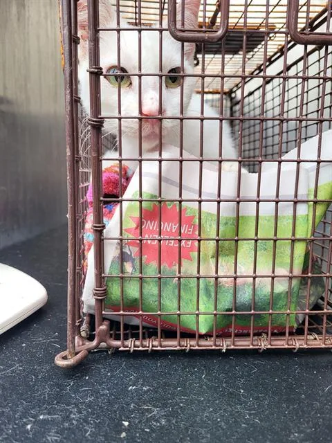 An adult small-sized female Domestic Short Hair cat named Snow for adoption in San Antonio, TX