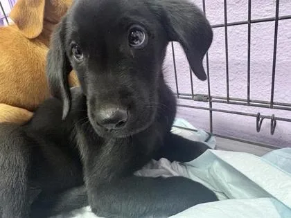 A baby small-sized male Black Labrador Retriever dog named 61396525 for adoption in El Paso, TX