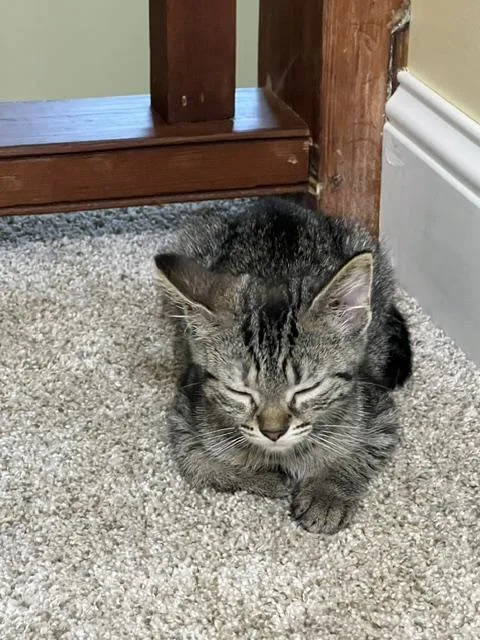A baby medium-sized female Torbie Domestic Short Hair cat named Miss Winnie Bear for adoption in Findlay, OH