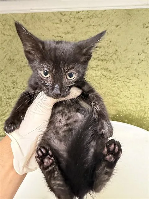 A baby small-sized male Domestic Short Hair cat named Slinky for adoption in Riverside, CA