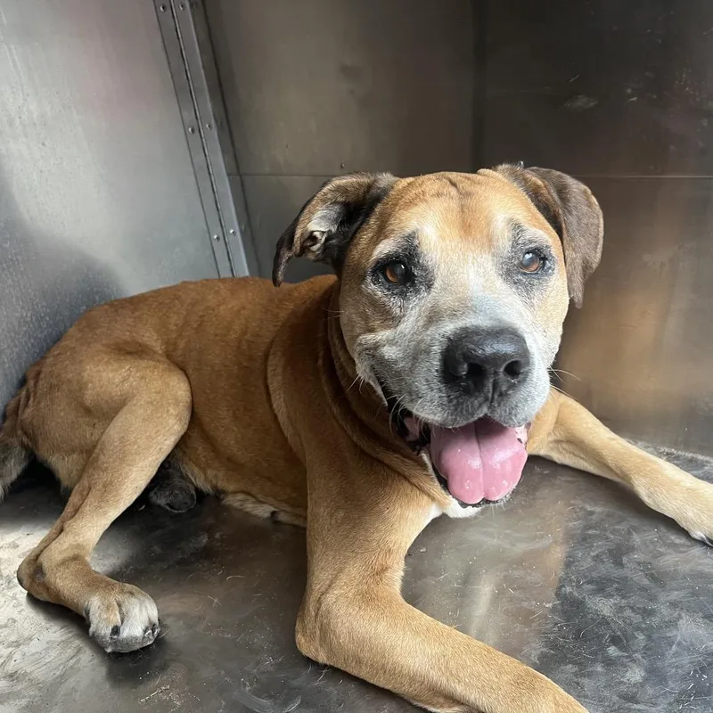A senior large-sized male Brown / Chocolate Boxer dog named Pops for adoption in Edinburg, TX