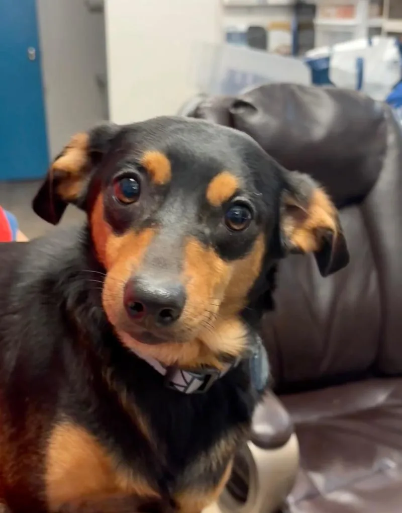 A young small-sized male Dachshund dog named Scotch for adoption in Reno, NV