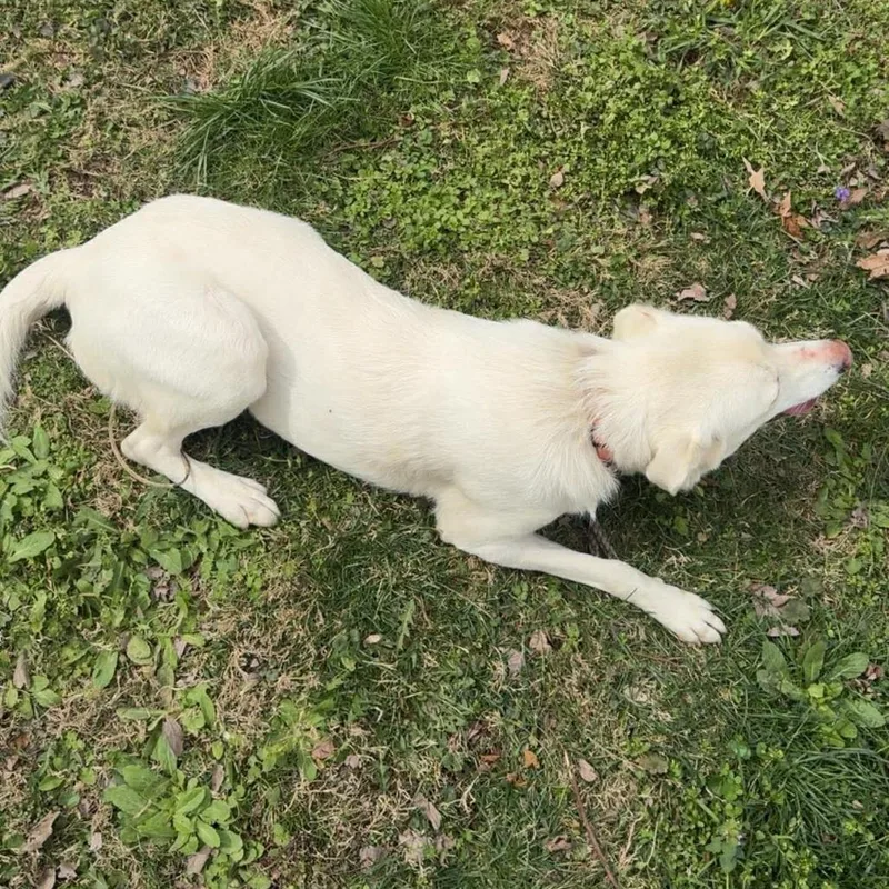 An adult medium-sized female White / Cream Yellow Labrador Retriever dog named Maki for adoption in Morganfield, KY