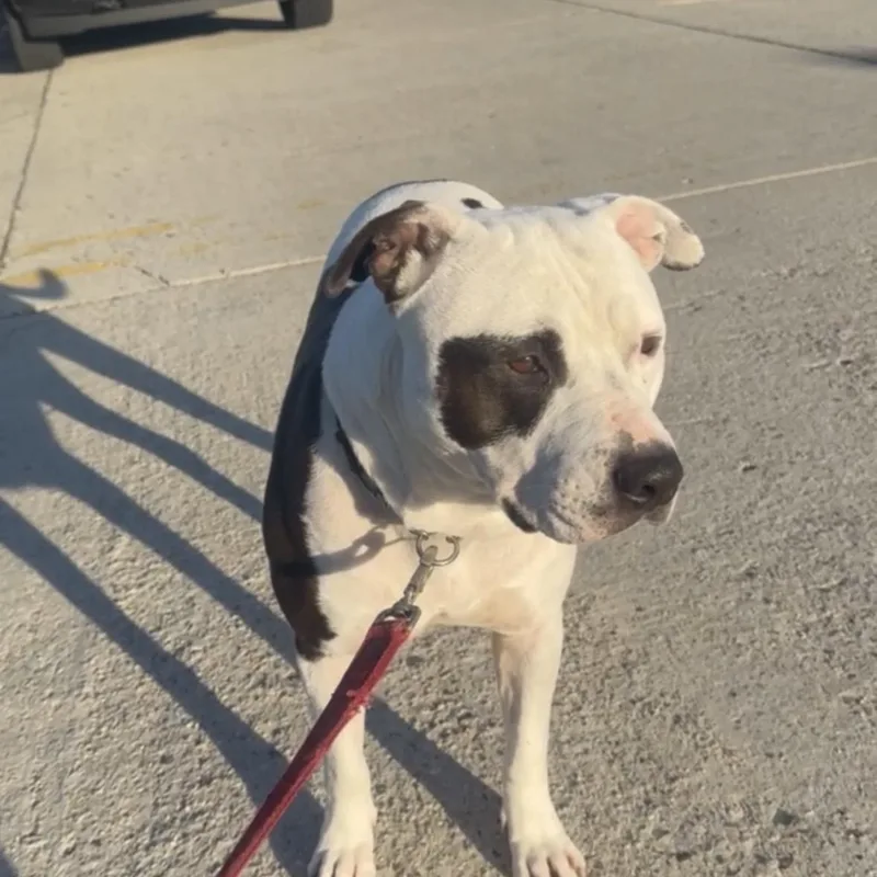 An adult medium-sized male Pit Bull Terrier dog named Bucket for adoption in Cool, CA