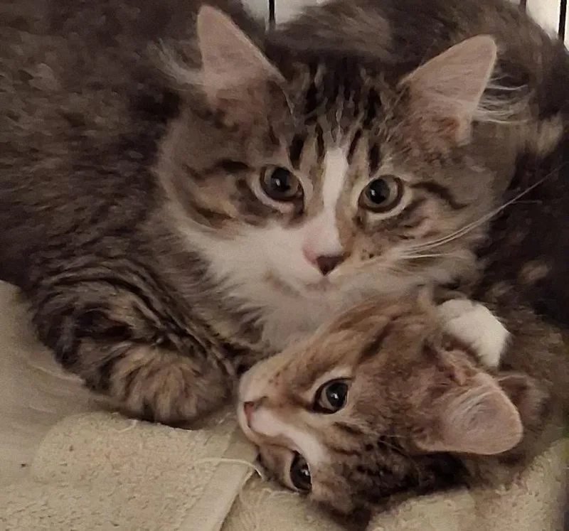 A baby medium-sized male Tabby (Brown / Chocolate) Domestic Medium Hair cat named Statler for adoption in Garrett Park, MD