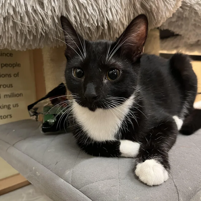 A young medium-sized male Black & White / Tuxedo Domestic Short Hair cat named Oreo for adoption in Tustin, CA
