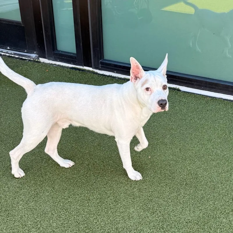 An adult medium-sized male White / Cream Terrier dog named Jasper for adoption in Tampa, FL